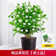 臨雅茉莉花盆栽老樁室內(nèi)花卉陽臺花苗虎頭綠植物好養(yǎng)160#原盆源頭直發(fā)