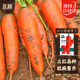 北蔬 紅胡蘿卜種子老品種可生吃秋四季蔬菜籽 五寸參胡蘿卜種子2000粒