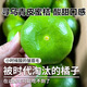 皇金蜜正宗江西贛南蜜桔尋烏青皮橘子【頭茬嘗鮮】酸甜口感孕婦無籽桔子 5斤助農(nóng)裝（凈重4.5斤單果55mm+)