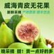 田果匠（順豐空運送貨上門(mén)）威海青皮無(wú)花果新鮮水果當季糖包蜜果非紅皮 3斤 一斤8個(gè)左右