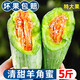 現(xiàn)摘山東羊角蜜甜瓜水果新鮮應(yīng)當(dāng)季整箱甜瓜博洋羊角脆蜜瓜 帶箱3斤裝