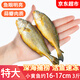 滋百尚舟山野生小黃魚(yú)新鮮冷凍海鮮黃魚(yú)燒烤夜宵食材海捕深海魚(yú) 【特大號 3斤】約8-10條/斤