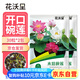 花沃里水培碗蓮種子30粒*2 花卉種子荷花家庭盆栽魚缸碗蓮陽臺辦公庭院