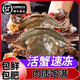 活凍梭子蟹特大野生東海大螃蟹海鮮新鮮海蟹飛蟹白蟹 【公母混搭】3斤(2-3兩/只)