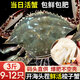 【鮮活發(fā)貨】尚致青島梭子蟹鮮活螃蟹梭子蟹活蟹海蟹飛蟹中秋禮盒 【鮮活】特大3斤(9-12只)