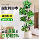 大型盆栽各種植物發(fā)財(cái)樹(shù)金錢樹(shù)綠蘿慶典喬遷盆景綠植辦公室內(nèi)客廳 造型鴨腳木1.2-1.4米【聚寶盆】 含盆