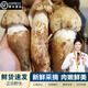 相遇紅顏現(xiàn)貨24小時(shí)達(dá)云南特產(chǎn)新鮮野生菌見手青紅蔥青頭菌白蔥雞樅牛肝菌 精選大白獨(dú)雞樅菌 550g