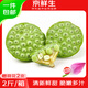 京鮮生 江西水果蓮蓬 凈重2斤 單支70g+ 新鮮水果 源頭直發(fā)包郵送荷花