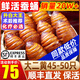 遼夢【銷量20萬+只】蠶蛹鮮活發(fā)貨東北特產 新鮮繭蛹特級大黃蠶蛹蟬蛹 大二黃 凈重500g【45-50只】