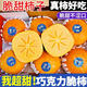 壹萌果蔬脆柿子巧克力柿子當季新鮮甜脆柿恭城水果現(xiàn)摘黃硬柿子送禮盒 凈4.5-5斤精選果【單果100g+】