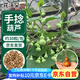 花沃里手捻葫蘆種子30粒 花卉種子草籽家庭盆栽陽臺辦公庭院花壇種植