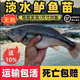 四川特大正宗無(wú)刺加州鱸魚(yú)苗淡水魚(yú)苗養殖路亞苗大口黑鱸魚(yú)苗食用 2-3厘米無(wú)刺鱸魚(yú)苗 20條