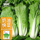 IDEAL理想農(nóng)業(yè) 速生奶油快菜種子小白菜青菜種籽陽(yáng)臺(tái)種植四季蔬菜種子