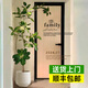 靜黛軒網(wǎng)紅孟加拉榕盆栽客廳綠植室內大型黃金榕高山榕樹(shù)落地真花旺宅樹(shù) 1.6-1.8m高【米白聚寶盆】送托盤(pán)