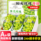 旭霽陽(yáng)光玫瑰葡萄水果【順豐/JD-多地次日達(dá)】云南晴王香印提子禮盒裝 凈重5-4斤精品果 單粒8-14g