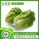 北菜園生菜有機散葉生菜250g有機蔬菜【進(jìn)店多樣加購】火鍋食材