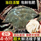 【鮮活發(fā)貨】尚致青島梭子蟹鮮活螃蟹梭子蟹活蟹海蟹飛蟹中秋禮盒 【鮮活精品】超大2斤(4-6只)