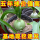 多年生虎眼萬(wàn)年青盆栽種球綠植海蔥東北旱三奇長(zhǎng)白山中草藥可食用 虎眼萬(wàn)年青五年生3棵 裸根不帶土不帶葉發(fā)貨
