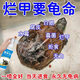 腐甲寧烏龜腐皮腐甲藥爛甲藥專(zhuān)用爛尾疥瘡病巴西龜草龜四肢潰爛 烏龜藥單瓶裝-裂殼皮膚潰爛藥 甲魚(yú)眼白病白眼紅腫爛甲爛殼消炎護龜殺菌