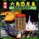 六角恐龍魚(yú)飼料優(yōu)選龜糧蠑螈娃娃魚(yú)高蛋白面包蟲(chóng)干雷龍魚(yú)鯉魚(yú)熱賣(mài) 【嘗鮮裝】500ml小桶裝 【廠(chǎng)家直銷(xiāo)】無(wú)鹽無(wú)添加 增鱗增鰭