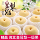 春福樂 河北正宗皇冠梨【產(chǎn)地直發(fā)】新鮮梨當季應季孕婦水果脆甜 嚴選裝9斤【單果200g+】凈重8.5 人工挑選 | 70%選擇