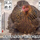 正宗云南臨滄土雞飛雞佤山農家深山散養土雞烏雞老母雞月子雞柴雞 重量：4市斤雞齡：16個(gè)月(17