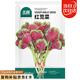 北蔬 紅莧菜種子種苗圓葉漢菜種子四季蔬菜種籽 北蔬紅莧菜種子4000粒