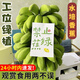 映棠禁止蕉綠廣西小米蕉食用觀賞帶桿拒絕焦慮焦綠水培香蕉整株禮盒裝 禁止蕉綠 7斤 -10斤