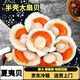 【京東冷鏈】大號夏夷貝蝦夷貝半殼大扇貝鮮活開(kāi)貝新鮮冷凍丹東 夏威夷半殼貝  5只(9-10cm)