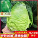 牛心甘藍菜種籽蔬菜種子夏季播耐熱農家菜籽卷芯菜包菜種子 牛心甘藍種子一包約200粒