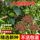 杭賢優(yōu)質(zhì)精選八角樹(shù)種子調料大茴香大料八角種籽多年生常綠喬木樹(shù)種子 八角種子【半斤】