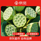 京覓湖南湘潭蓮蓬 現(xiàn)摘現(xiàn)發(fā) 凈重2斤 12-15頭裝 源頭直發(fā) 包郵