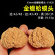 山中玉文玩核桃金蟾蛤蟆頭一物一圖實(shí)拍悶尖獅子頭手把件盤送生日禮物男 新43mm金蟾蛤蟆頭-31820[實(shí)拍]