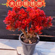 紅花玉樹(shù)紅葉老樁多頭多肉群生植物盆栽陽(yáng)臺綠植花卉辦公室新手 六年大紅搖錢(qián)樹(shù)(又大又紅不帶盆)
