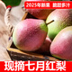 正宗山西七月紅梨子5斤紅美酥青啤梨新鮮水果現摘香酥梨彩虹梨L3 5斤【順豐甄選】