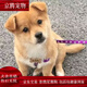 麥基樂(lè )中華田園犬家養幼犬土狗小狗狗大黃狗純黑小白狗短毛正宗小型 田園級 黑白狗狗 公母備注