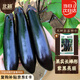 北蔬 茄子種子種苗黑又亮長茄陽臺盆栽蔬菜種籽 黑妍長茄種子50粒