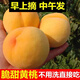 現(xiàn)摘現(xiàn)發(fā)棗陽新鮮黃桃五斤應(yīng)季新鮮水果黃金密毛桃脆桃子順豐 5斤 普箱日常裝【新鮮現(xiàn)摘】