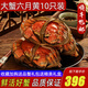 【活蟹】陽澄清歆大閘蟹 鮮活特大螃蟹公蟹母蟹 海鮮水產(chǎn)生鮮禮盒 大蟹六月黃3.5-3.8兩 十只禮盒裝
