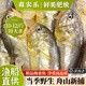 森農(nóng)樂舟山梅童魚新鮮獅頭魚沙中魚大頭寶細(xì)眼梅子魚東海捕撈海鮮速凍 10-12條/斤【2盒 特大肥嫩】