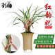 劉閣蘭花春蘭花苗新品 紅韻妃 花大濃香冬帶花苞出售室內花卉綠植物盆栽 紅韻妃3苗連體裸根不帶花