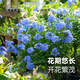 海蒂的花園海蒂的花園藍(lán)雪花盆栽苗棒棒糖陽臺屋頂庭院易種花卉植物源頭直發(fā)
