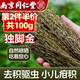 西知堂獨(dú)腳金50g兒童疳積草黃花草孩兒草煲湯原料可做消積湯非野做湯包