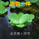 水芙蓉懶人水培植物水養(yǎng)魚(yú)缸池塘造景凈化水質(zhì)水草養(yǎng)殖家用四季 水芙蓉5棵送2棵