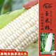 壽禾 白甜糯玉米種子苗大棒型超甜加糯菜籽 白甜糯六號(hào)玉米種子 100g
