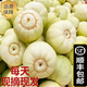 順豐-5斤頭茬甜瓜小香瓜脆瓜湖北新鮮水果薄皮小白瓜梨瓜蜜瓜 順豐快遞(精選) 5斤