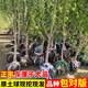 雅致特大車厘子樹苗大櫻桃果樹苗水果樹南北方俄羅斯8號3公分源頭直發(fā)