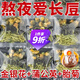 祛痘茶排毒祛痘內調金銀花菊花蒲公英茶胎菊清解熱降毒火去男女生泡水飲品包不長(cháng)痘痘的茶調節內分泌失調 金銀花+菊花+蒲公英【20包】去痘茶養腎茶 男失調茶去痘痘降火茶清熱排毒金銀花茶抗痘茶女養顏茶