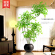時鳥仿真南天竹仿真綠植高端輕奢室內(nèi)大型落地盆栽客廳擺件仿生假花樹 【升級款】1桿+黑原盆 110cm