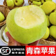 日本青森蘋果水蜜桃蘋果明月新鮮水果當(dāng)季現(xiàn)摘正宗純甜多汁青蘋果 5斤